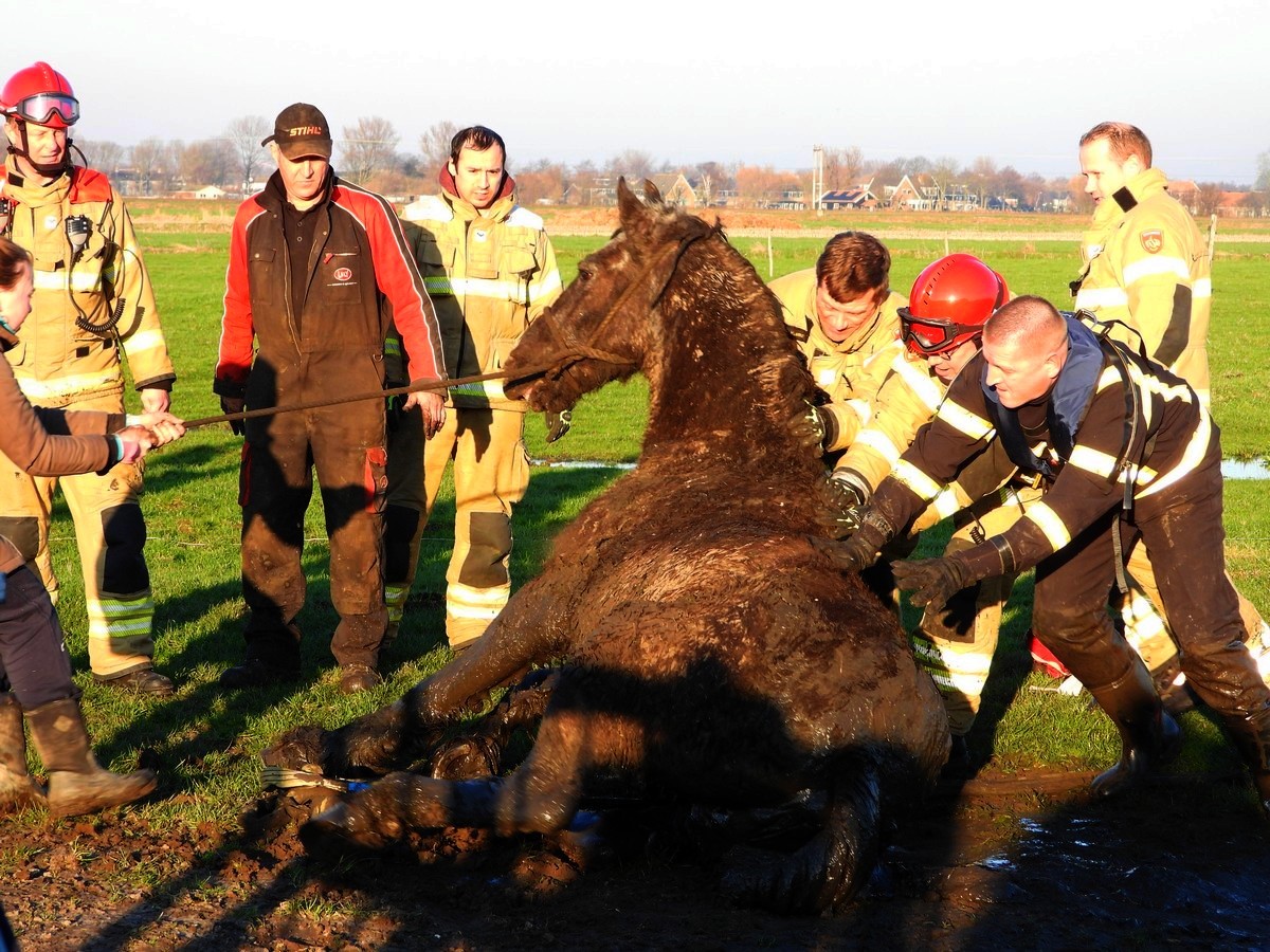 Paard Vast In Sloot - De Castricummer