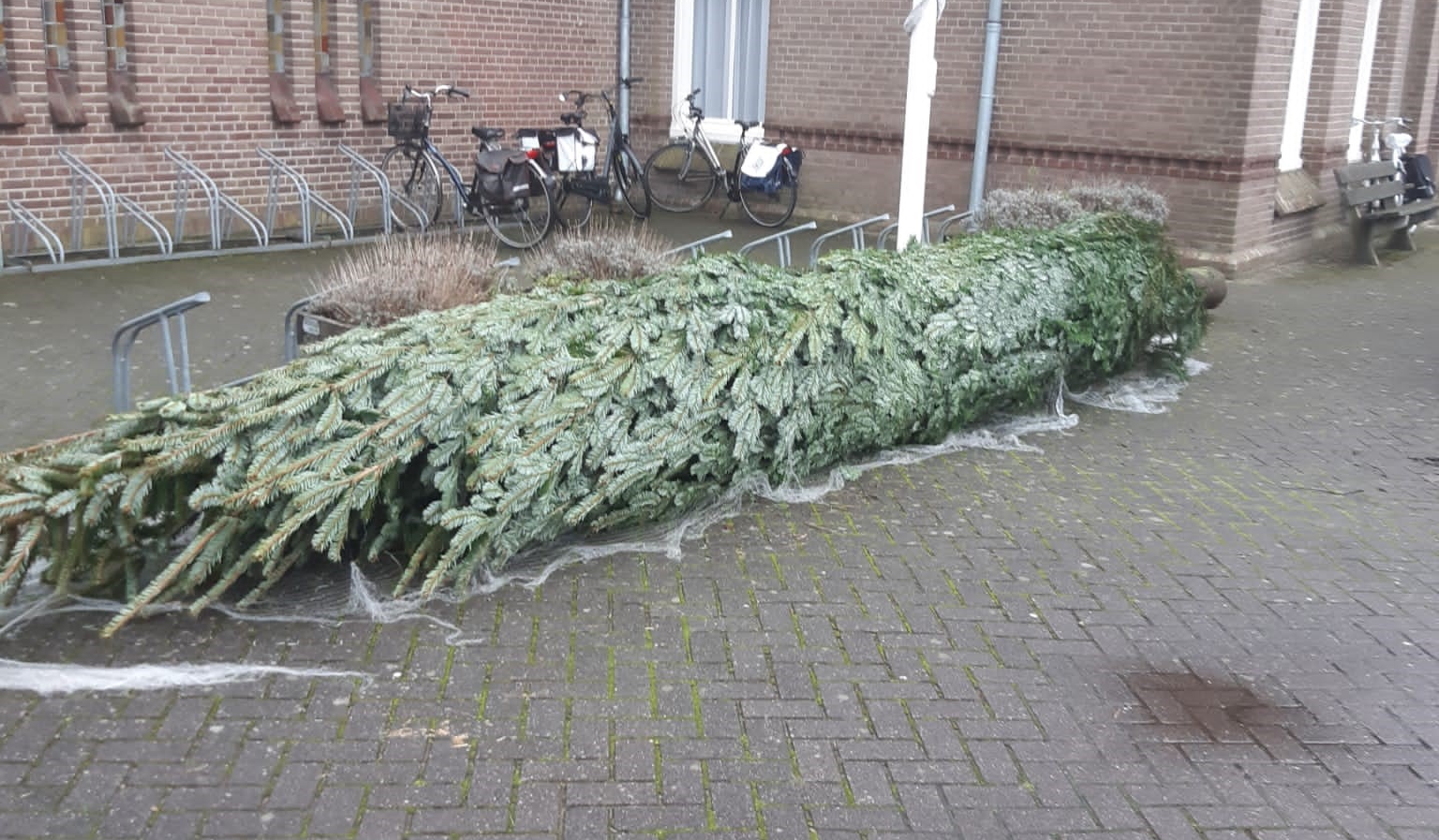 Samen De Boom Versieren De Castricummer