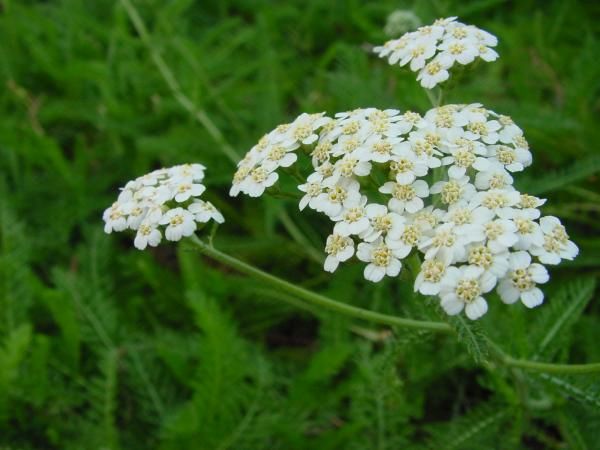 The Power of Herbs for Respiratory Health: Learn How to Support Your Body with Natural Remedies