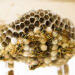 wasp-nest-335984_1280