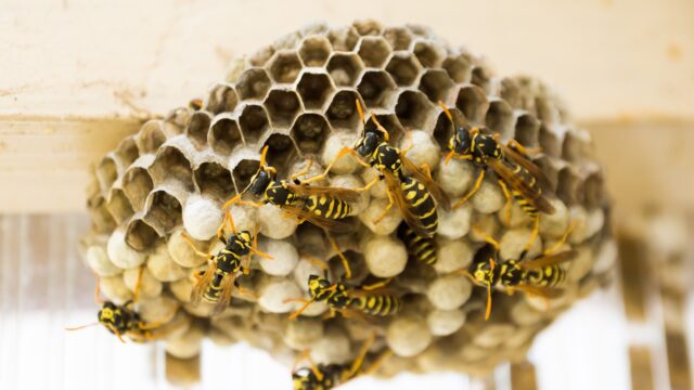 wasp-nest-335984_1280